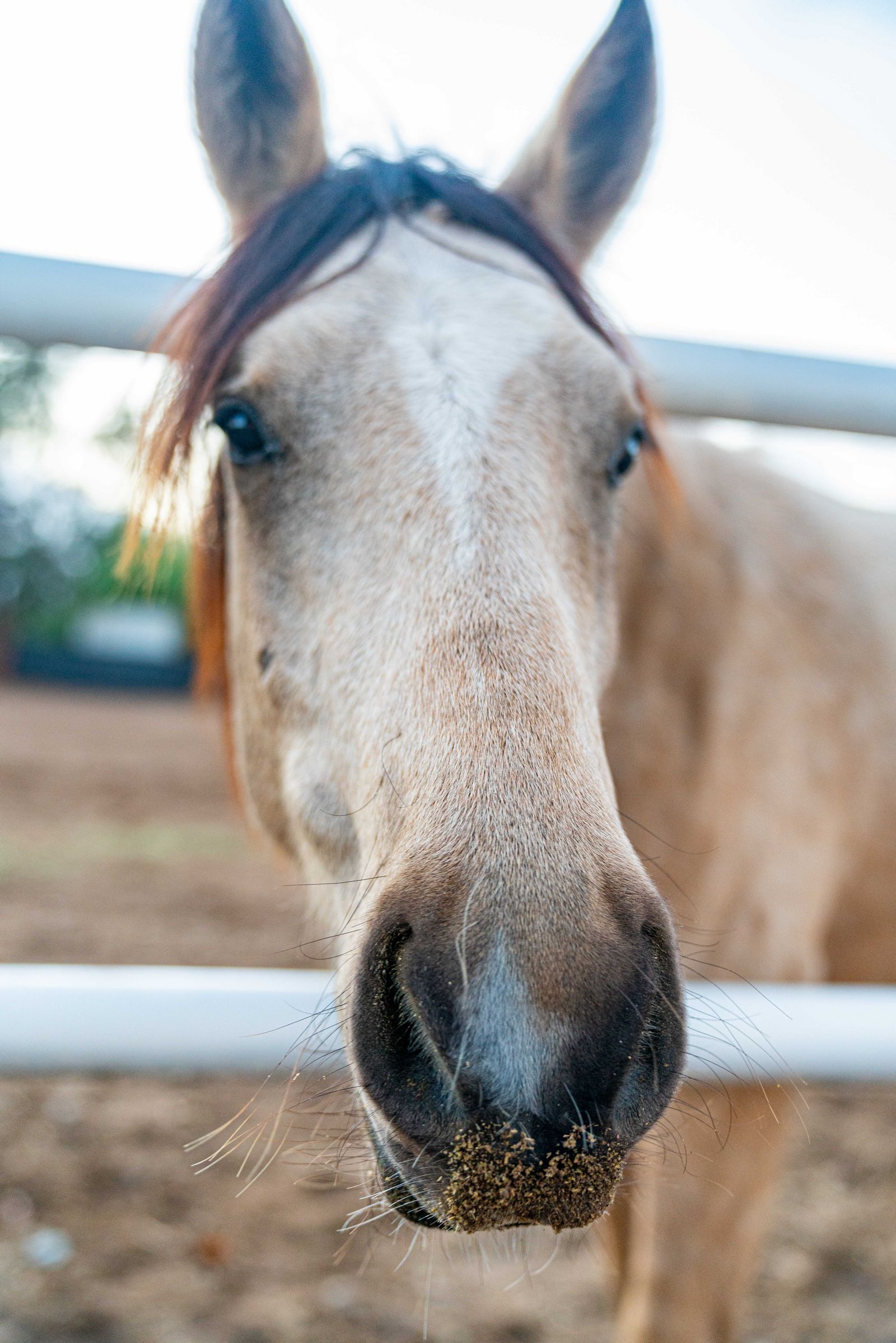 Animal Rescue Horse Trailer Wrap for Viva Global Rescue